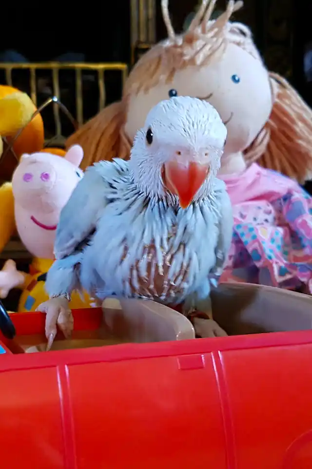 Indian Ringneck Parrots For Sale Manchester