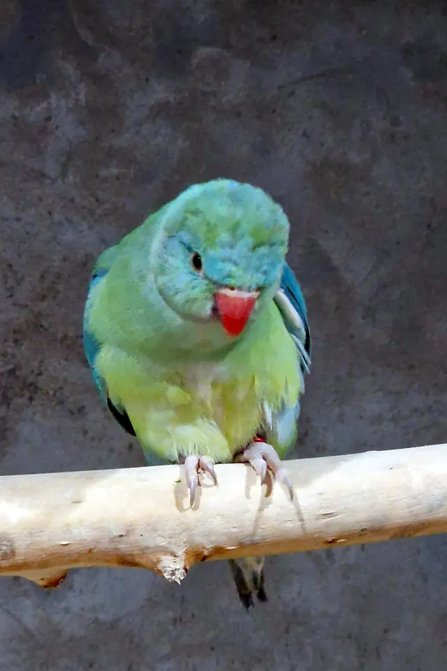 Indian Ringneck Baby Hettie Handreared 2024