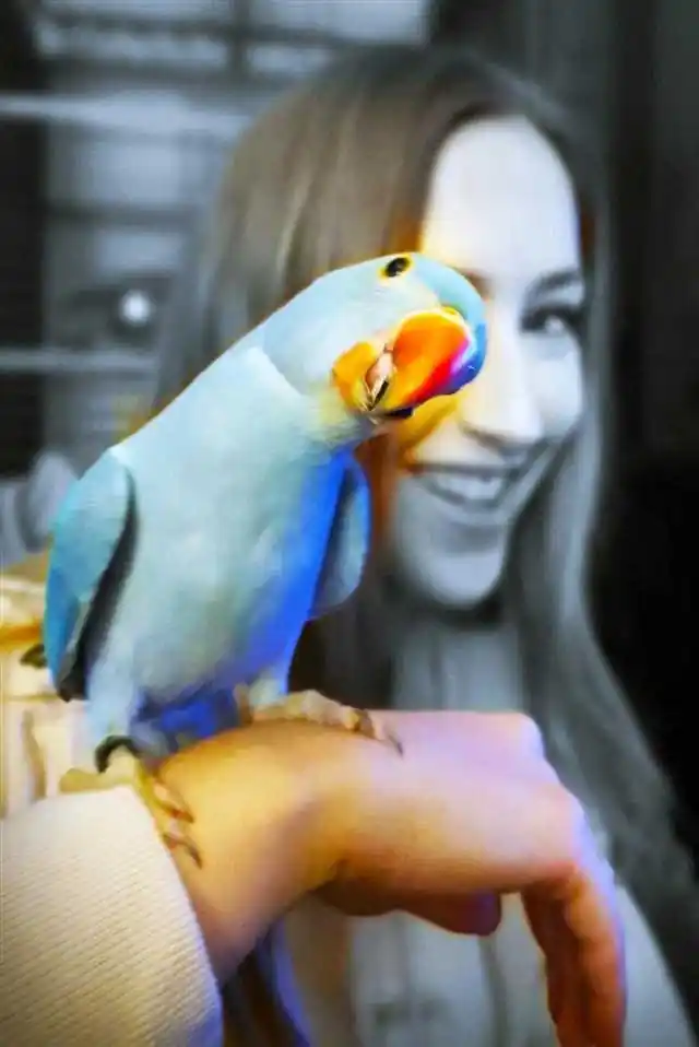 Ringneck Baby Bam Bam With Charlotte