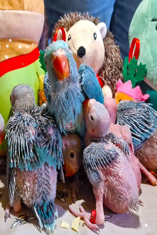 Handreared Ringneck Babies Born At RPM Aviaries Manchester 2024