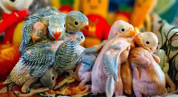 Ringneck Babies Waiting List