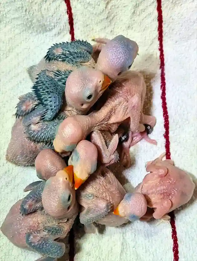 Ringneck Baby Parrots In The House For Handrearing