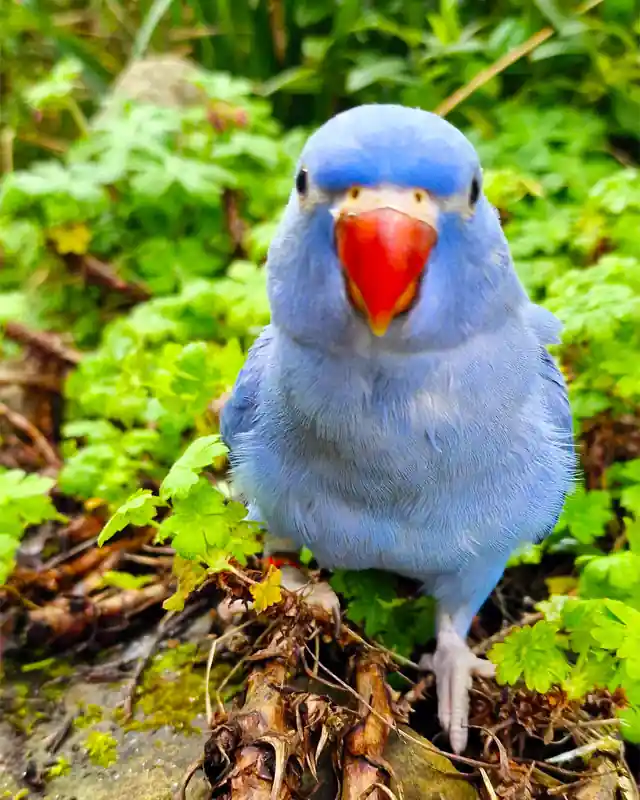 Ringneck Parrot Baby Bonnie Split Pied 2024