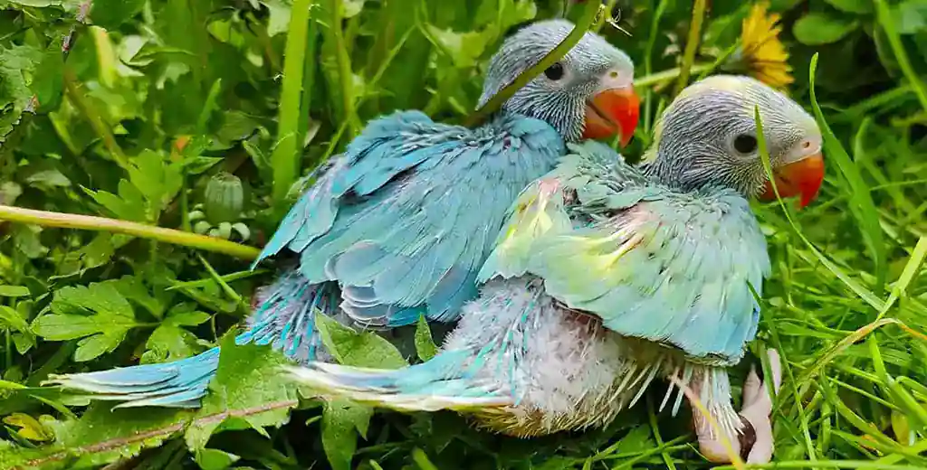 Handreared Ringneck Babies At Ringneck Parrots Manchester