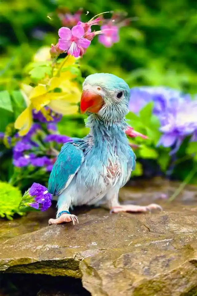 Indian Ringneck Baby Scrappy 22/05/2023