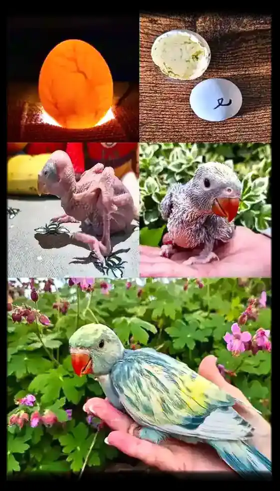 Indian Ringneck Parrot Little Dave From Egg To Eight Weeks Old